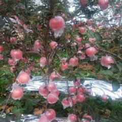 山西万荣耀军果品购销