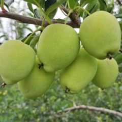 14万鸡心果大量上市