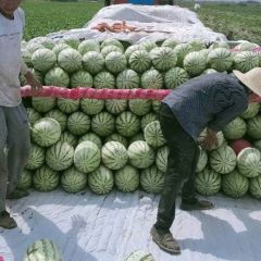 2023昌吉西瓜销往大江南北 主营金城五号 双红金城 康乐七 号 安