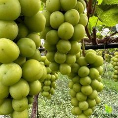 阳光玫瑰欢迎前来选购