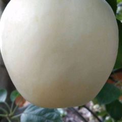 嘎啦苹果大量上市