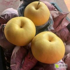 秋月梨，丰水梨，圆黄梨直供产地