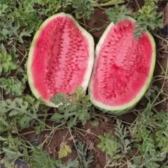 自家种植，金城五号西瓜大量出售，小薄皮，双红瓤