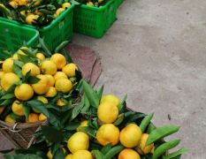 四川资阳市蜜桔（柑橘）、血橙、脐橙、耙耙柑代办