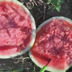 无籽西瓜代收代发