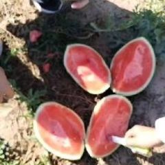 姜坤无籽西瓜代办代发