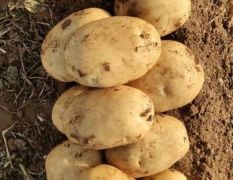 供应张北，内蒙地区优质黄皮黄心土豆