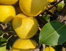 正宗砀山酥梨 百年老树黄河产区 半斤以上的精品货