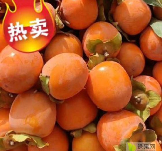 2023年山西临猗野生小柿子价格