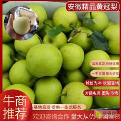 砀山青皇冠梨，半斤以上，冷库出货，随到随装