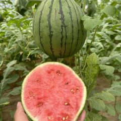 精品冰糖籽，甜王，2K产区大量供应。