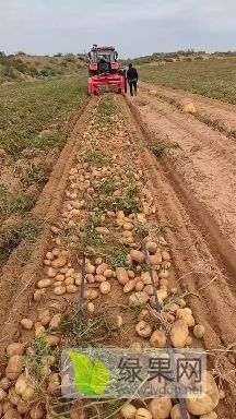 内蒙鄂托克前旗沙漠土豆
