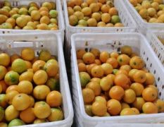 四川眉山爱媛38果冻橙，皮薄汁多水分好 60起2.2一斤。包人工