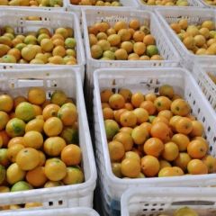 四川眉山爱媛38果冻橙,皮薄汁多水分好 60起2.2一斤。包人工
