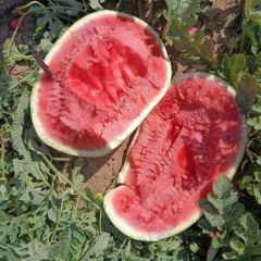 内蒙古沙地金城武。18847504332