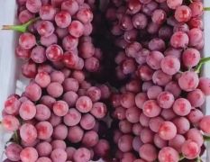 大量供应红堤葡萄