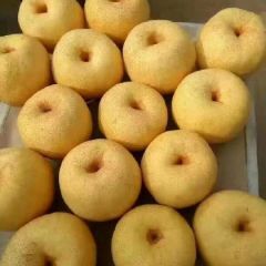 梨，酥梨直供产地，一手货源，货源充足，诚信合作