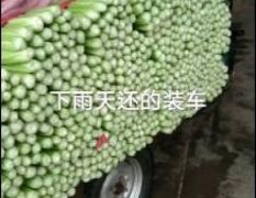 河北邯郸联绑蔬菜，芹菜大量有货