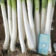 内蒙古乌兰察布市大葱毛葱净葱