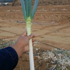 新鲜大葱上市，鲜嫩多汁，口感甜催