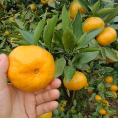 湖北宜都蜜桔上市了！
