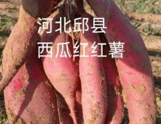 邱县西瓜红红薯种植大户