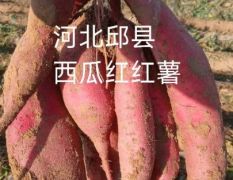 邱县百亩西瓜红红薯