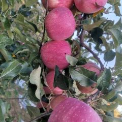 甘肃红富士，花牛！