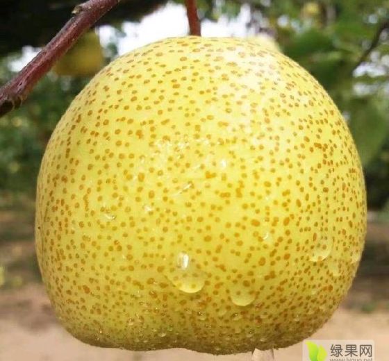 2023年安徽砀山酥梨价格