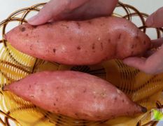 自家种植大红薯