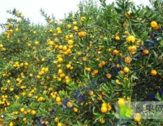 湖南澧县柑橘大量上市，原产地直供，物美价廉