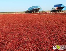 新疆焉耆和静和硕博湖优质干红辣椒大量上市