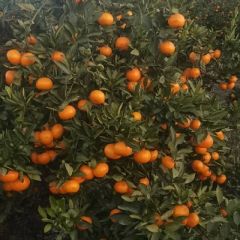 湖北 钟祥市出售蜜桔专业带发