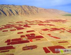 新疆焉耆博湖和静和硕干辣椒大量上市