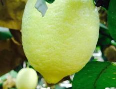 安岳柠檬，价格便宜，支持一件代发