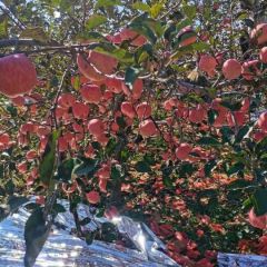 陕西渭南白水苹果实力代办天天发货
