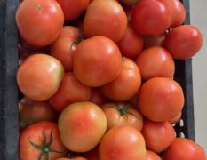 西红柿常年供应政府托底保质保量，
