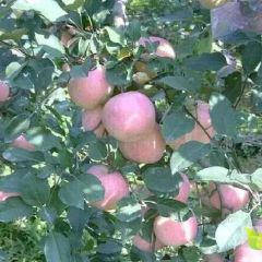 膜袋红富士苹果价格