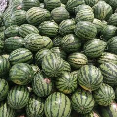 砀山甜王，大吨位供货中。