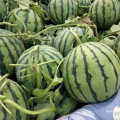 安徽砀山麒麟美都产区。