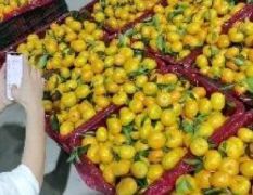 桂北最大百家货柑桔交易市场