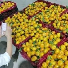 桂北最大百家货柑桔交易市场