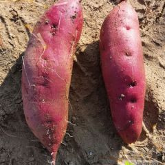 莱阳“烟薯25号”烘烤型地瓜品种