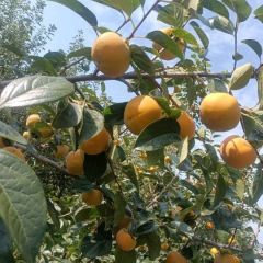 阳丰脆甜柿子水果