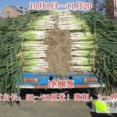 辽宁凌海大葱大量上市