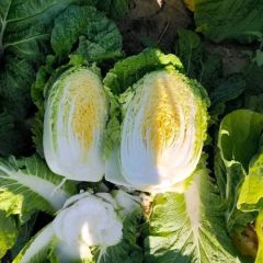 辽宁省沈阳市新民市黄心白菜大量供应