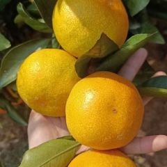 湖北当阳凤凰山蜜桔成熟了