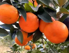 四川资阳柑橘原产地 代办 优良品种：明日见