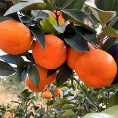四川资阳柑橘原产地 代办 优良品种：明日见