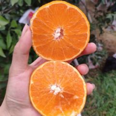 四川爱媛38号果冻橙一件代发对接社区团购，电商代发货，品质